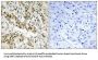 C-Terminal-Binding Protein 1 (CtBP1) Antibody