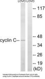 Cyclin C (CCNC) Antibody