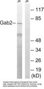 GRB2-Associated-Binding Protein 2 (GAB2) Antibody
