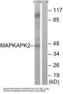 MAP Kinase-Activated Protein Kinase 2 (MAPKAPK2) Antibody