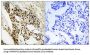 MAP Kinase-Activated Protein Kinase 2 (MAPKAPK2) Antibody