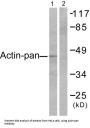 Actin-pan Antibody
