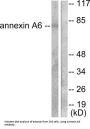 Annexin A6 (ANXA6) Antibody