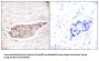 Annexin A6 (ANXA6) Antibody