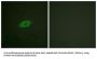 Annexin A6 (ANXA6) Antibody