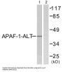Apoptotic Protease-Activating Factor 1 (APAF-1-ALT) Antibody