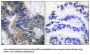 Apoptotic Protease-Activating Factor 1 (APAF-1-ALT) Antibody