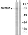Catenin Gamma (CTNNG) Antibody