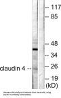 Claudin 4 (CLDN4) Antibody