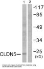 Claudin 5 (CLDN5) Antibody