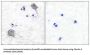 Claudin 5 (CLDN5) Antibody