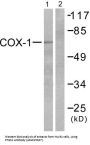 Prostaglandin G/H Synthase 1 (PTGS1) Antibody