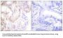 Cyclin G (CycG) Antibody
