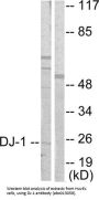 Protein DJ-1 (DJ-1) Antibody