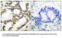 Protein DJ-1 (DJ-1) Antibody