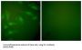 Protein DJ-1 (DJ-1) Antibody