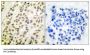Transcription Factor Dp-1 (DP-1) Antibody