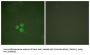 Transcription Factor Dp-1 (DP-1) Antibody