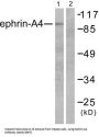 Ephrin A4 (EFNA4) Antibody