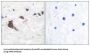 Endoplasmic Reticulum-Associated Amyloid Beta-Peptide-Binding Protein (ERAB) Antibody