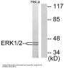 Mitogen-Activated Protein Kinase 1 and 3 / ERK1/2 (MAPK1/MAPK3) Antibody
