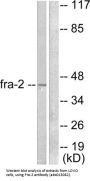 FOS Like Antigen 2 (FOSL2) Antibody