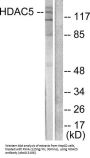 Histone Deacetylase 5 (HDAC5) Antibody