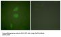 Histone Deacetylase 5 (HDAC5) Antibody