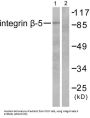 Integrin Beta 5 (ITGB5) Antibody