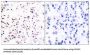 Minichromosome Maintenance Deficient 5 (MCM5) Antibody