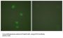 Minichromosome Maintenance Deficient 5 (MCM5) Antibody