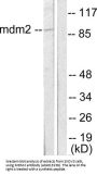 Mdm2 p53 Binding Protein Homolog (MDM2) Antibody