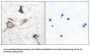 Matrix Metalloproteinase-16 (MMP-16) Antibody