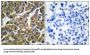 Matrix Metalloproteinase 3 / Stromelysin-1 (MMP3) Antibody