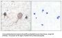 Gamma-Enolase (ENO2) Antibody