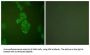 Gamma-Enolase (ENO2) Antibody