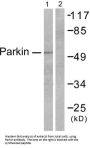 E3 Ubiquitin-Protein Ligase Parkin (PRKN) Antibody