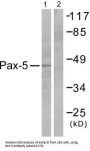 Paired Box Protein Pax-5 (PAX5) Antibody