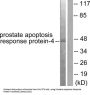 Prostate Apoptosis Response protein-4 Antibody