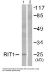 GTP-Binding Protein Rit1 (RIT1) Antibody