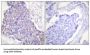TNF Receptor Superfamily Member 5 / TNFRSF5 (CD40) Antibody