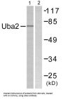 Ubiquitin-Like 1-Activating Enzyme E1B (UBA2) Antibody