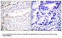 Ubiquitin-Like 1-Activating Enzyme E1B (UBA2) Antibody