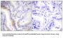 Urocortin (UCN) Antibody