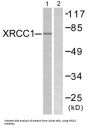 X-Ray Repair Cross Complementing 1 (XRCC1) Antibody