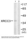 X-Ray Repair Cross Complementing 3 (XRCC3) Antibody