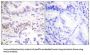 X-Ray Repair Cross Complementing 3 (XRCC3) Antibody