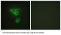 PDZ And LIM Domain Protein 1 (PDLIM1) Antibody