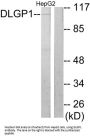 Disks Large-Associated Protein 1 (DLGP1) Antibody