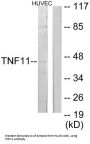 Tumor Necrosis Factor Ligand Superfamily Member 11 / RANKL (TNFSF11) Antibody